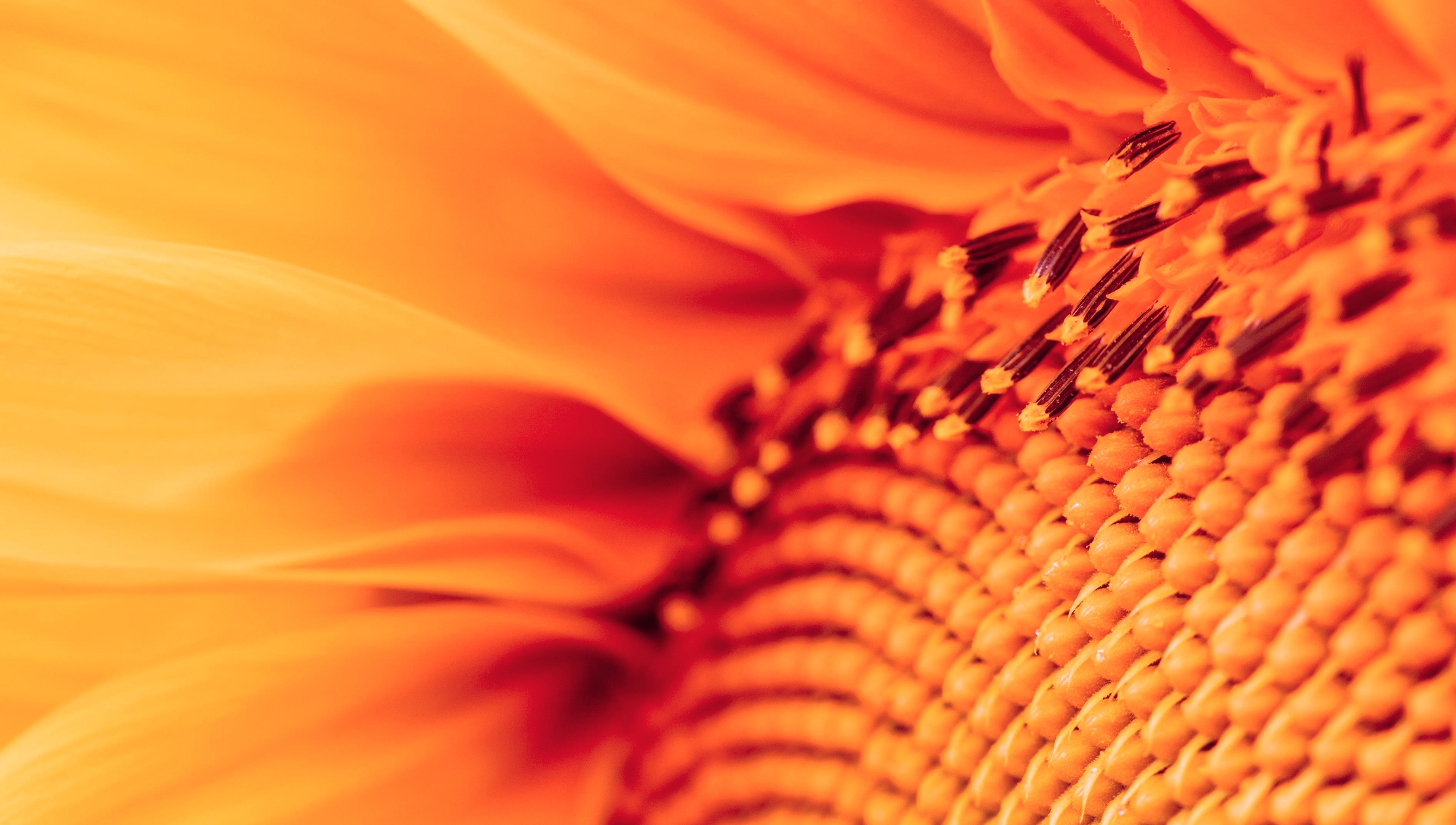 Case Study – Infographics